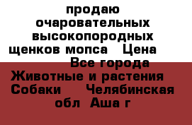 продаю очаровательных высокопородных щенков мопса › Цена ­ 20 000 - Все города Животные и растения » Собаки   . Челябинская обл.,Аша г.